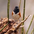 Spotted Towhee front